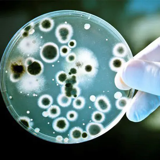 Fungus Culture Antibiotic